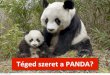 Webáruház  seo keresőmarketing Panda