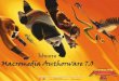 โปรแกรม Macromedia authorware 7.0 พิมผกา ลลิตา