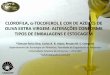 Clorofila, α-Tocoferol e cor de Azeites de Oliva Extra Virgem: Alterações Conforme Tipos de Embalagem e Estocagem
