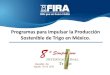Programas para impulsar la Producción Sostenible de Trigo en México