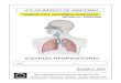 11128603 apostila-anatomia-sistema-respiratorio
