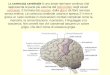 La corteccia-cerebrale7