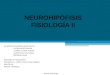 Neurohipófisis (Fisiologia)
