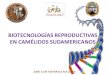 Biotecnologías reproductivas en camélidos sudamericanos