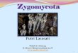Zygomycota Classification - Klasifikasi Zygomycota