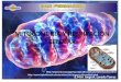 Mitocondria y respiración celular