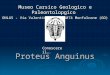 Proteus Anguinus 2009