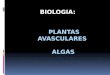 Algas e plantas avasculares