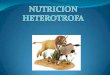 Nutricion heterotrofa