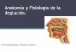 Anatomia y fisiologia de la deglucion c.1