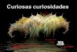 Curiosas curiosidades-milespowerpoints.com