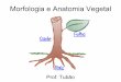 Morfologia vegetal, semente raiz caule e folha