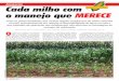 Artigo Adubação do Milho safrinha - Revista A granja