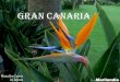 Gran Canaria D