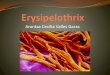 Erysipelothrix rhusiupathiae