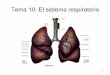 Tema 10. El Aparato Respiratorio
