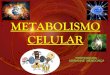 Metabolismo celular (completo)