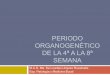 Periodo organogenético de la 4a a la 8a sem (7)