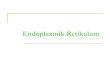 1.sınıf2h endoplazmik retikulum