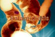 Parasitologia - Balantidium.coli
