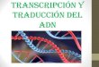 Transcripcion y traduccion adn