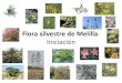 Flora Silvestre De Melilla. IniciacióN