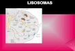 Lisosomas, peroxisomas, glioxisomas, ribosomas