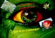 Cánnabis o  marihuana 1