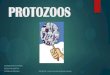 Protozoos y antiprotozoarios
