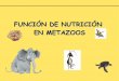T 13-nutrición   metazoos-digest
