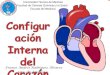 Configuracion interna del corazon