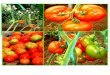 Comportamiento de dos variedades de tomate
