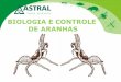Biologia e controle de aranhas