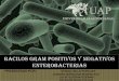 Bacilos gram + y - enterobacterias UAP TACNA 2013