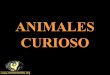 PRESENTACION DE ANIMALES CURIOSOS