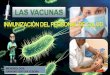 Las vacunasINMUNIZACION DE PERSONAL DE SALUD VACUNAS REQUERIDAS