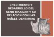 Seno Maxilar crecimiento y desarrollo relacionado con  las raices dentarias
