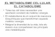 Metabolisme u2