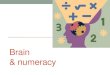 Brain numeracy
