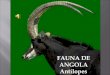 Fauna de Angola  - Antílopes