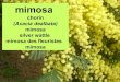 Mimosa, chorín (Acacia dealbata)