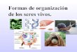 3 formas de organización de los seres vivos