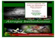 Atropa belladona (beladona)