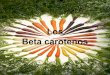 Los beta carotenos