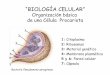 Celula, m., r.adn y genética mendel