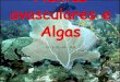 Algas e plantas avasculares 1o b