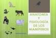 Anatomía y fisiología de los mamíferos