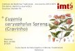 Princípios Activos e Terapêuticos Ayurvédicos do Cravinho Eugenia caryophylus spreng