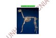 Osteología de Camélidos Sudamericanos (alpaca)
