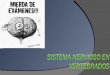 Sistema nervioso en vertebrados